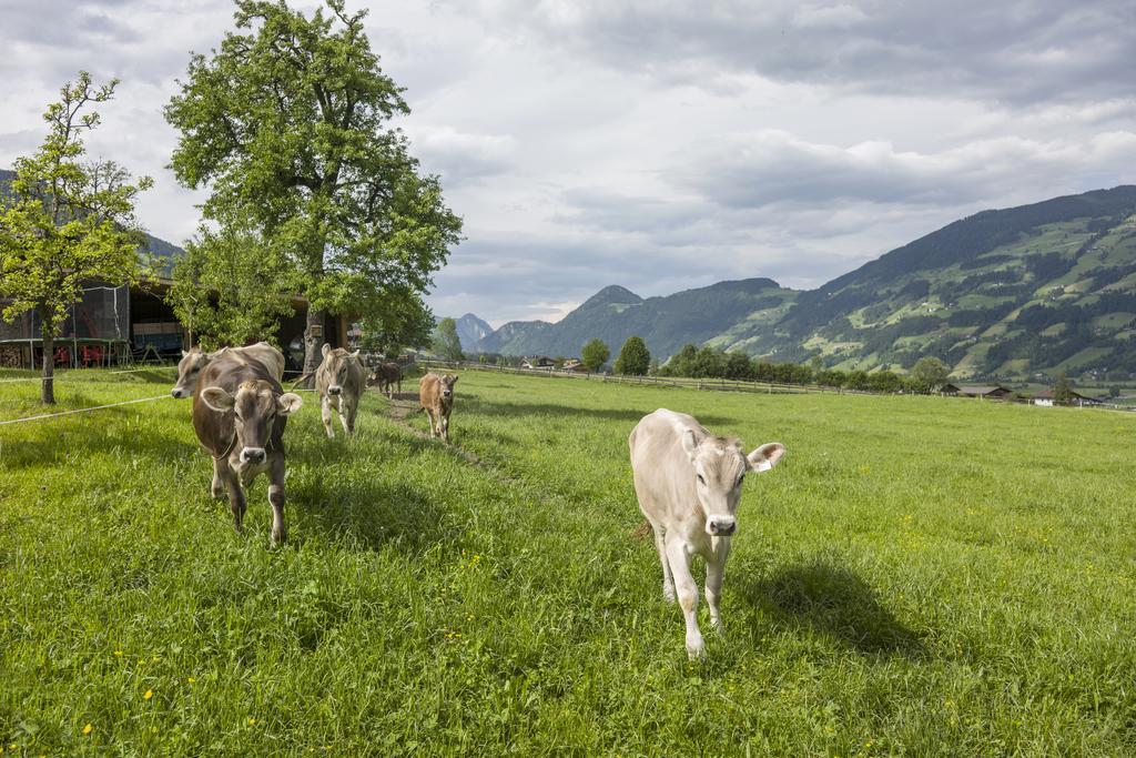Farma Riemenerhof Fügen