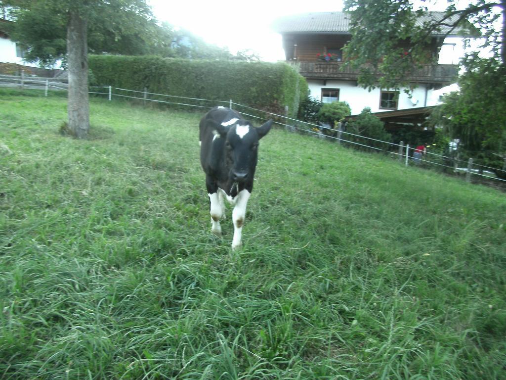 Farma Riemenerhof Fügen